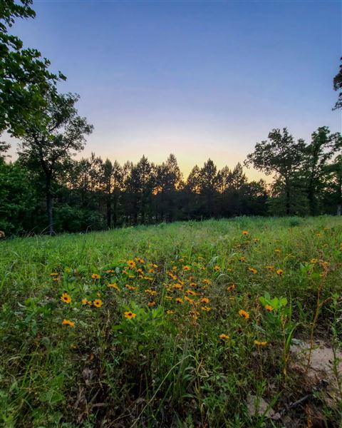 Dead Cat Ranch (9/21/2023 - Credits: Betts DEAD CAT RANCH)