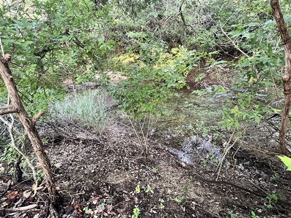 Lost Creek at Wimberley (3/4/2025 - Credits: Todd Nasca)