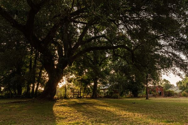 The Oaks of Anahuac (8/8/2025 - Credits: Jeff Fitlow Photography)