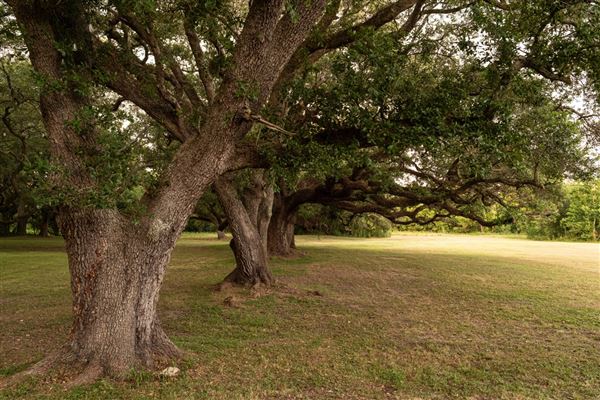 The Oaks of Anahuac (8/8/2025 - Credits: Jeff Fitlow Photography)