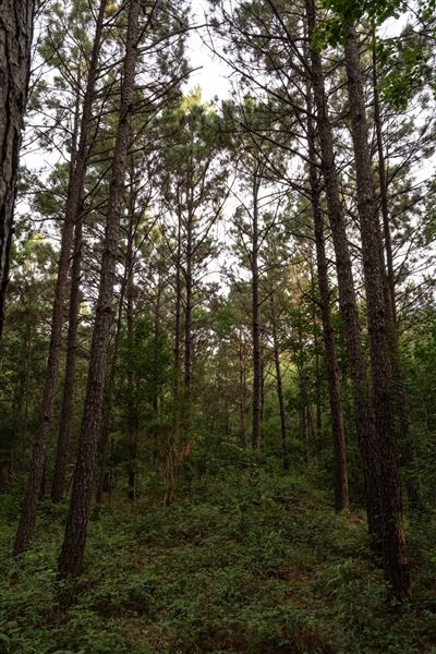 The Oaks of Anahuac (8/8/2025 - Credits: Jeff Fitlow Photography)