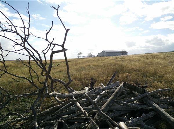 Maeshill Farm (11/25/2025 - Credits: Ann Campbell)