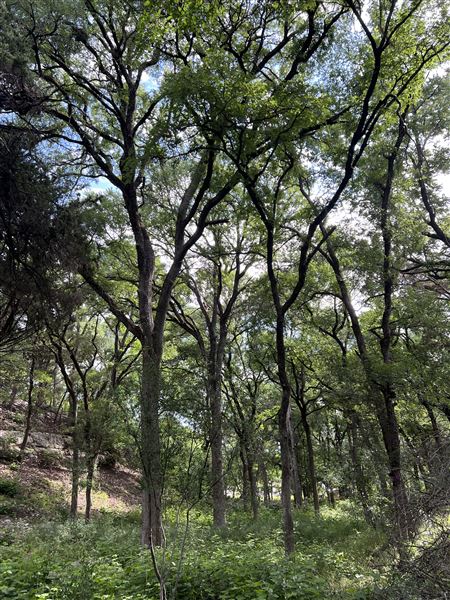 Riva Ridge (2/4/2026 - Credits: submitted by: Sabina  Nugent)