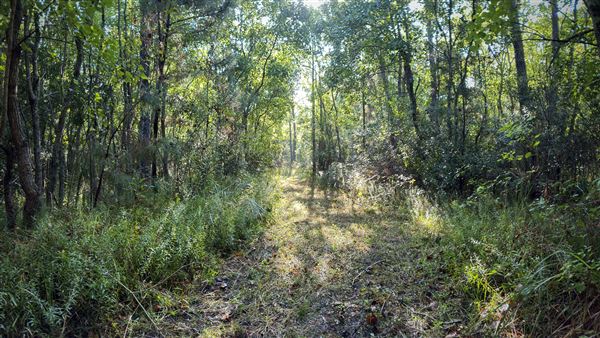 The Oaks of Anahuac (9/12/2025 - Credits: Houston Film Commission)