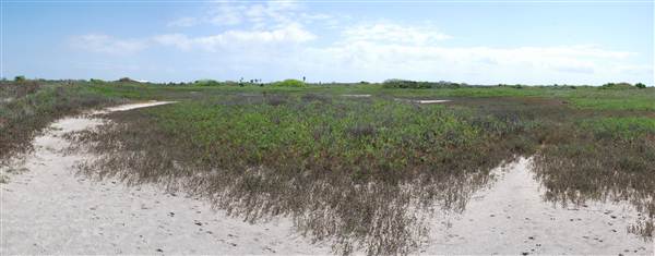 Matagorda Island (4/4/2013)