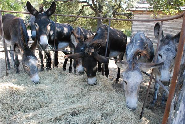 Pioneer Farms - Texian Cabin (9/26/2013)
