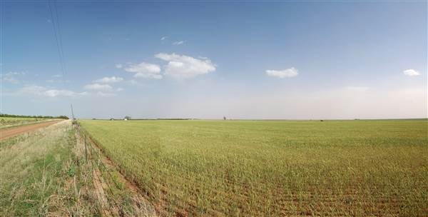 Wheat Field on SH114 (4/29/2014)
