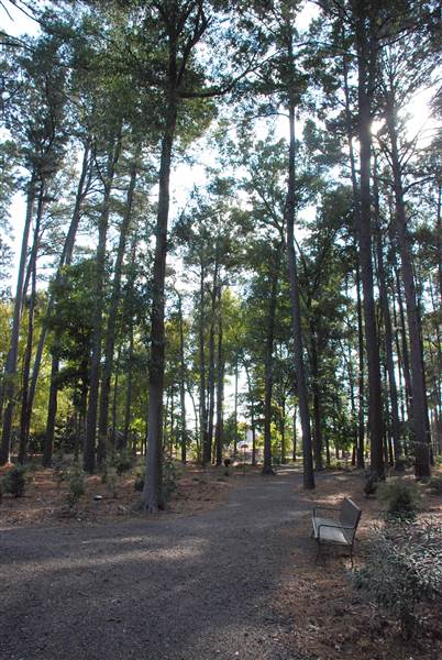 Gayla Mize Garden (11/11/2014)