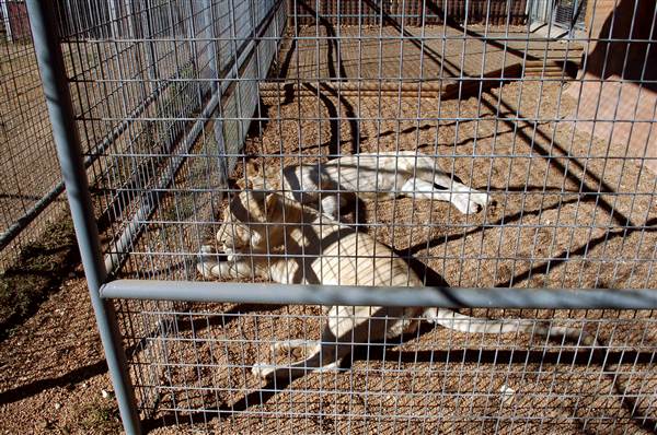Animal World and Snake Farm (1/19/2015)
