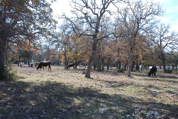Henly Hill Ranch (1/8/2016)