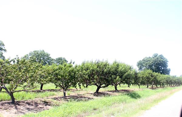 Cooper Farms (7/28/2016)