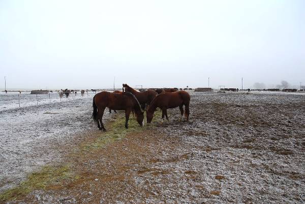 Mendota Ranch (12/13/2007)