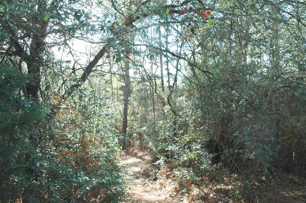 McKinney Roughs Nature Park (1/17/2008)