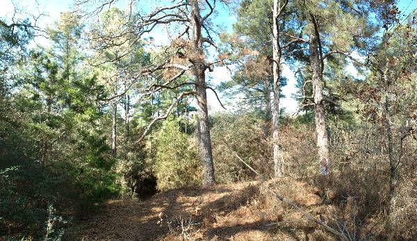 McKinney Roughs Nature Park (1/17/2008)