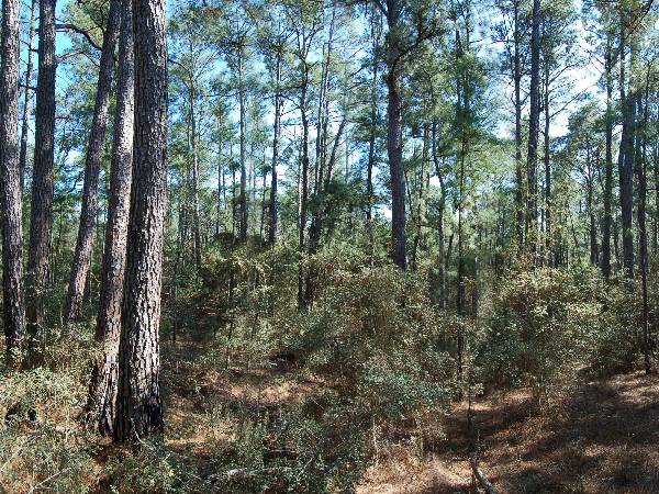 Buescher State Park (2/26/2008)