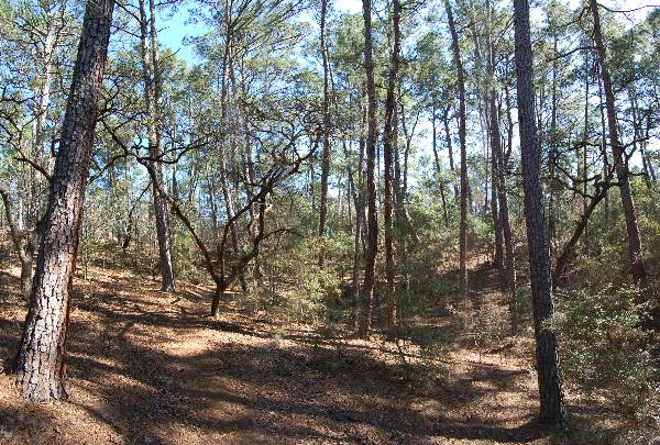 Buescher State Park (2/26/2008)