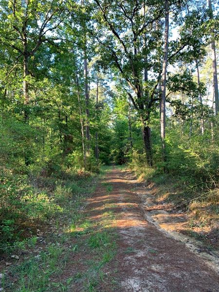 W G Jones State Forest (6/27/2019)