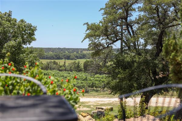 Bluff Dale Vineyards (7/17/2019 - Credits: Stephenville Tourism & Visitors Bureau)