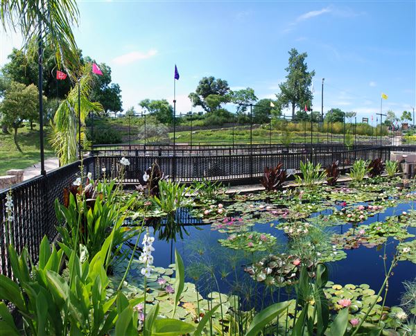 International Waterlily Collection (6/13/2019)