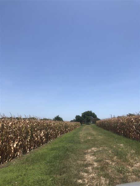 Gil Farmhouse & Cornfield (7/28/2020 - Credits: Dana Gil)
