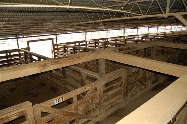 Navasota Livestock Auction (9/15/2009)