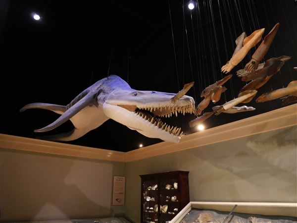 Mayborn Museum Complex (7/23/2022 - Credits: Matt Miller)