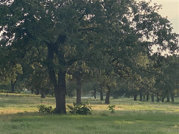 Fairlea Longhorn Ranch (12/7/2022)