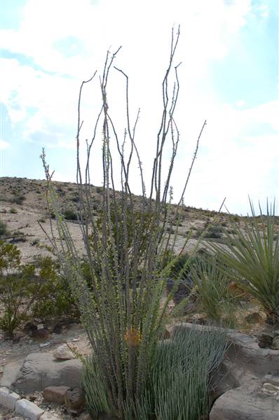 Big Bend Ranch State Park - Barton Warnock Environmental Education Center (9/17/2010)