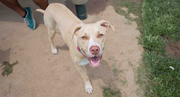Tails 'N Trails Dog Park (5/1/2023 - Credits: Owner)