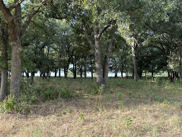 Fairlea Longhorn Ranch (7/20/2023 - Credits: K.Beck)