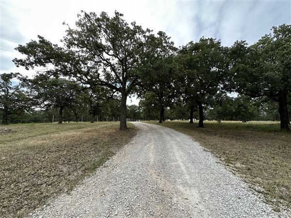 Fairlea Longhorn Ranch (7/20/2023 - Credits: K.Beck)