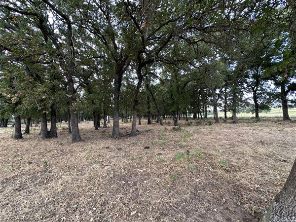 Fairlea Longhorn Ranch (7/20/2023 - Credits: K.Beck)
