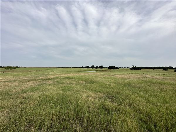 Fairlea Longhorn Ranch (7/20/2023 - Credits: K.Beck)