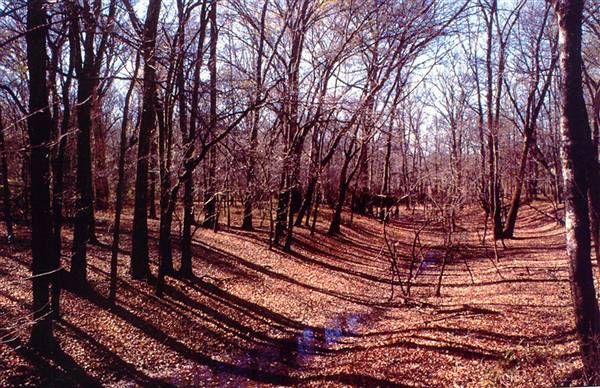 Mineola Nature Preserve (2/11/2009 - Credits: FFTX)