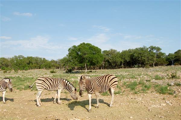 Natural Bridge Wildlife Ranch (4/7/2011)