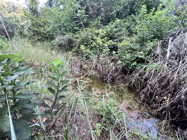 Lost Creek at Wimberley (3/4/2025 - Credits: Todd Nasca)