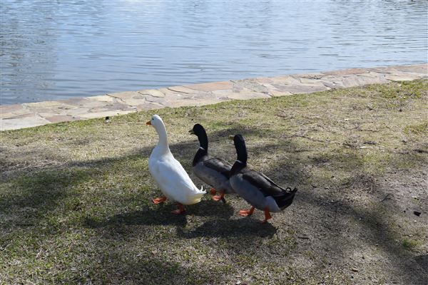 Spring Lake Park (3/20/2025 - Credits: submitted by: Brooke  Stone)