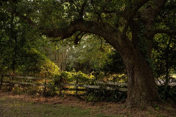 The Oaks of Anahuac (8/8/2025 - Credits: Jeff Fitlow Photography)