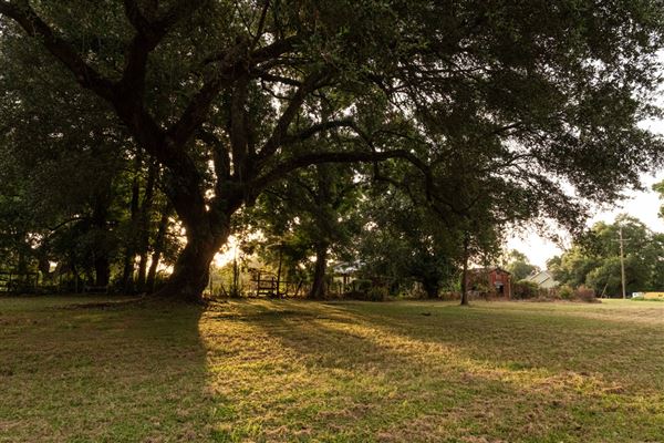 The Oaks of Anahuac (8/8/2025 - Credits: Jeff Fitlow Photography)