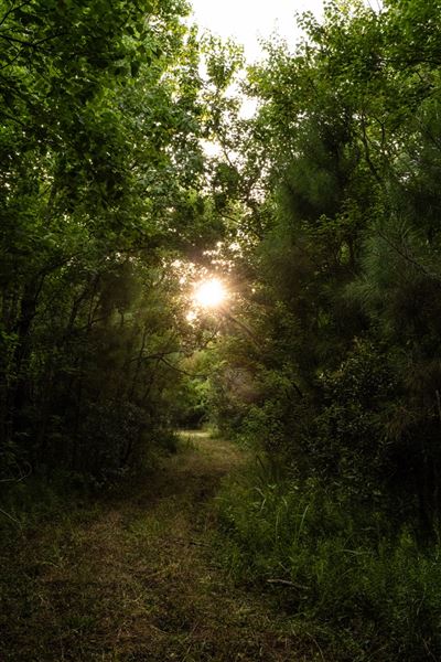 The Oaks of Anahuac (8/8/2025 - Credits: Jeff Fitlow Photography)