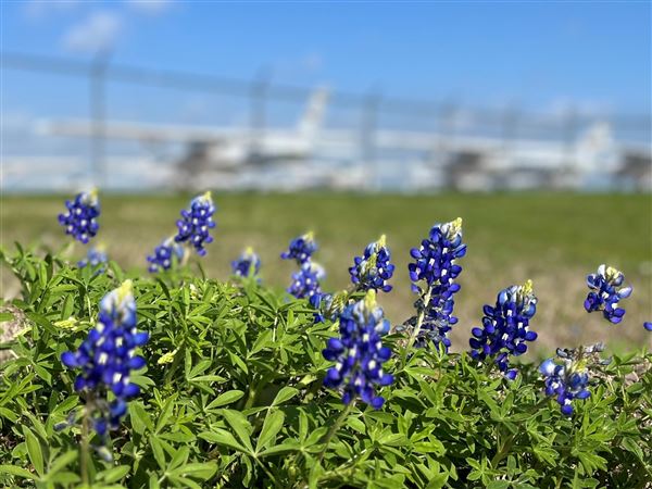 Denton Enterprise Airport (11/5/2025 - Credits: submitted by: Matilda Weeden)