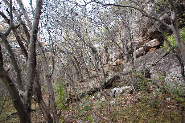 Milton Reimers Ranch County Park (11/29/2004)