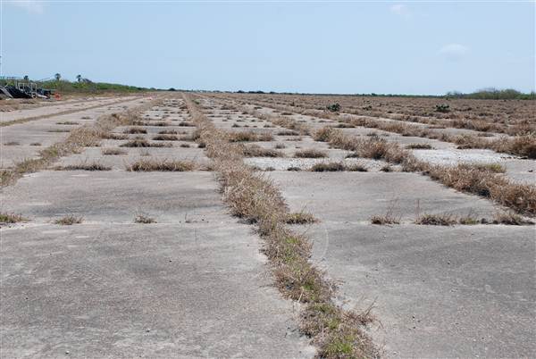 Matagorda Island (4/4/2013)