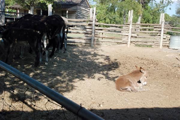 Pioneer Farms - Texian Cabin (9/26/2013)