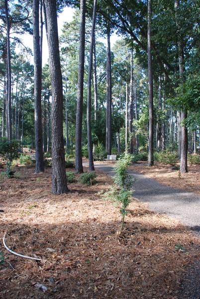 Gayla Mize Garden (11/11/2014)
