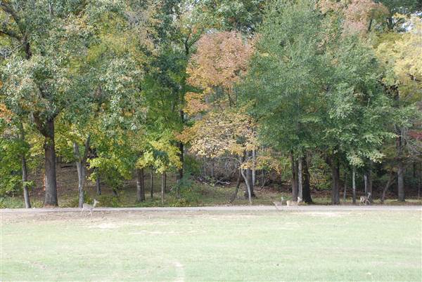 Davey Dogwood Park (11/13/2014)