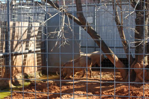 Animal World and Snake Farm (1/19/2015)