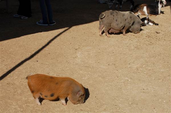 Animal World and Snake Farm (1/19/2015)