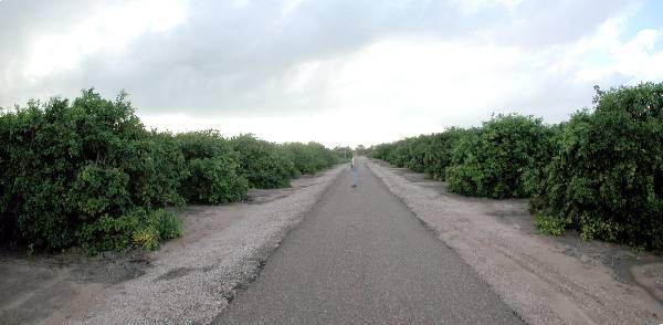 Grapefruit Orchard (9/16/2002)