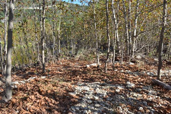 Madrone Ranch (11/12/2015)